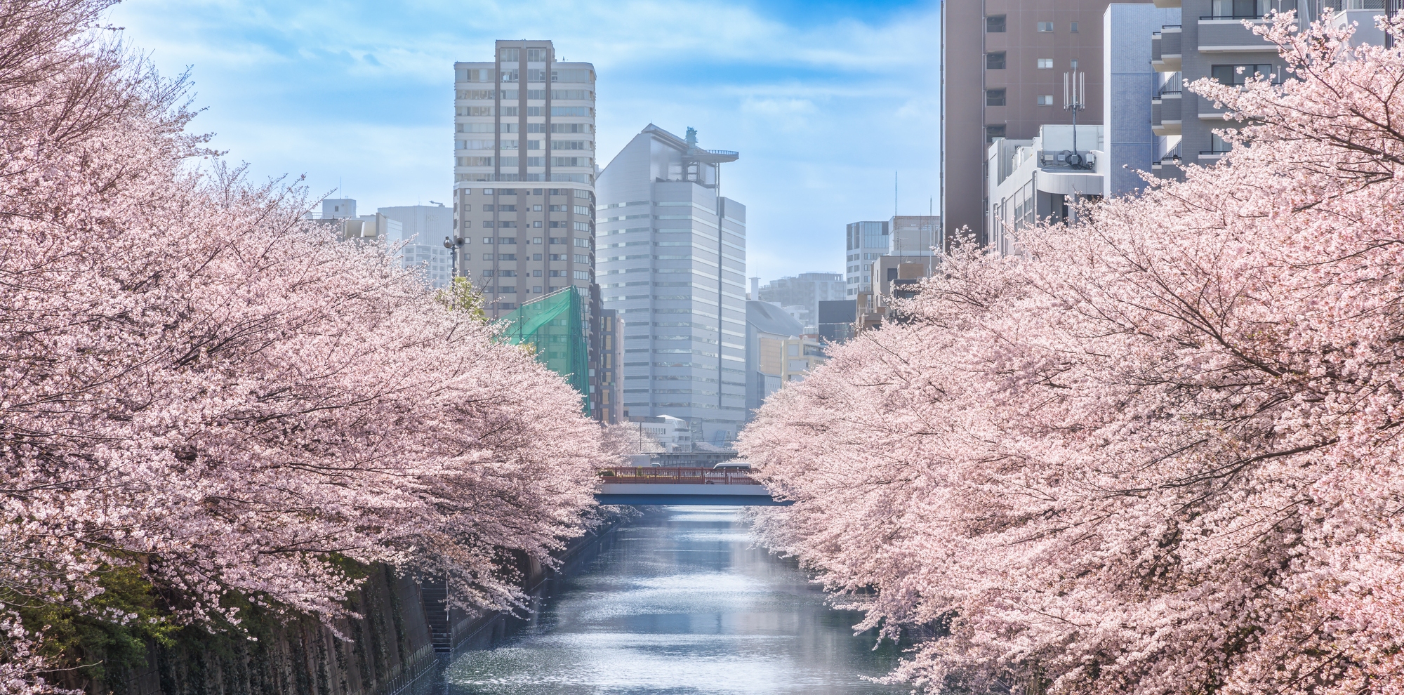 目黒川の桜