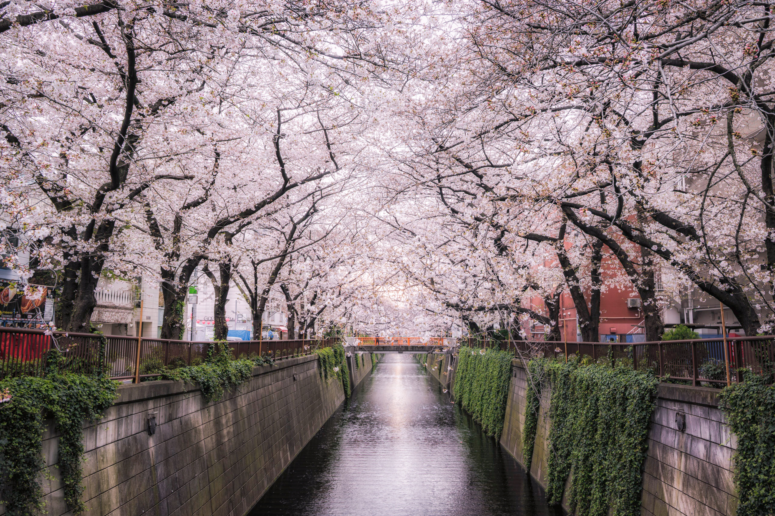 目黒川の桜並木