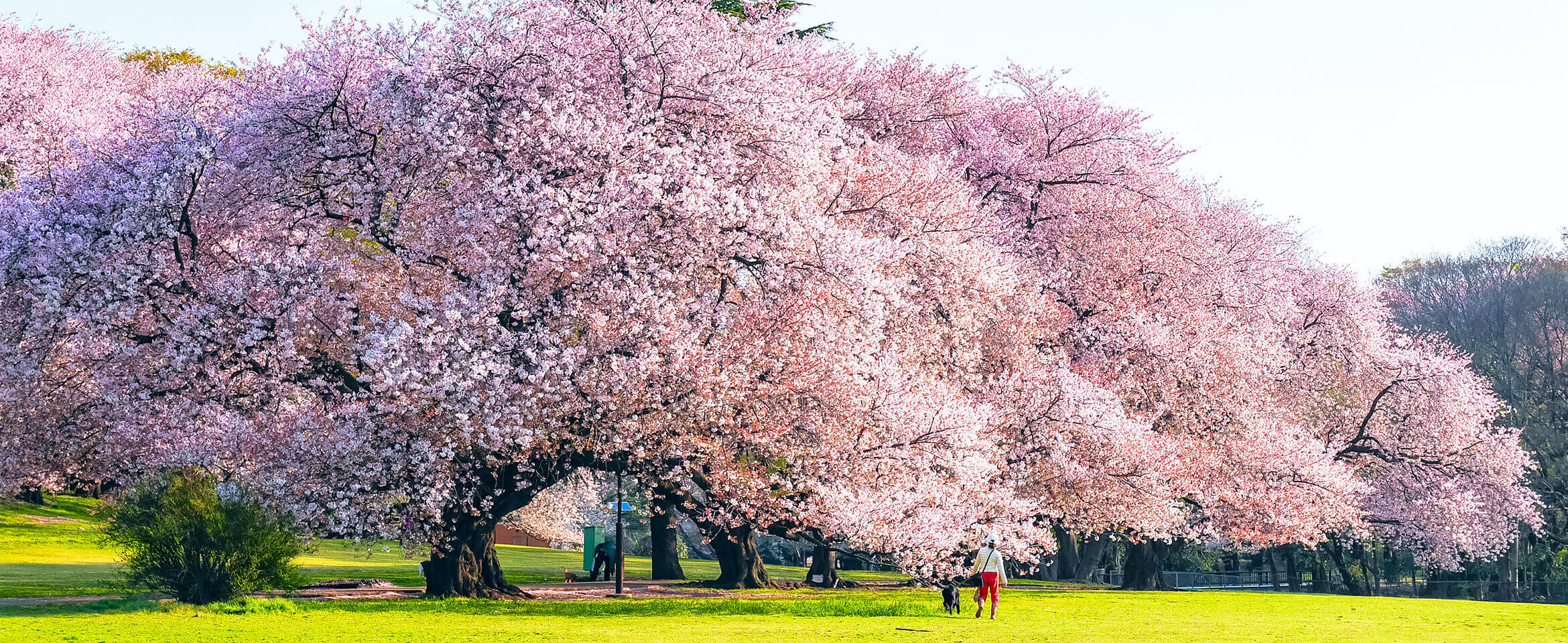 都立砧公園