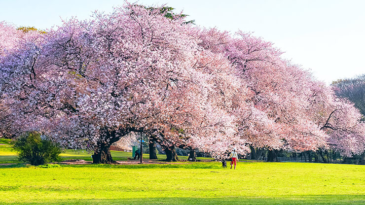 都立砧公園