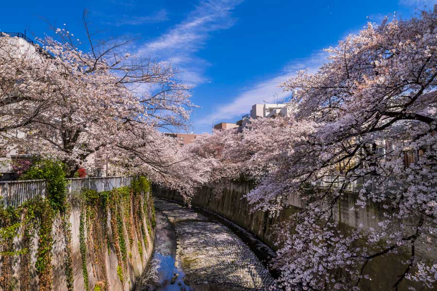 神田川周辺（物件より約1km）