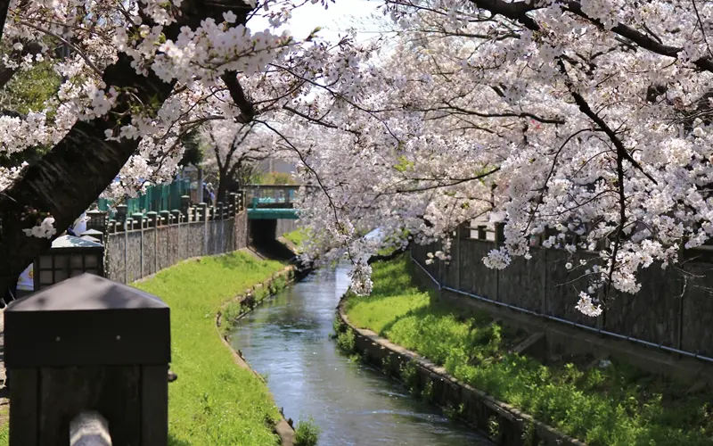 真間川