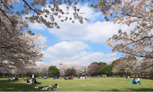 県立柏の葉公園