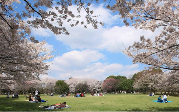 県立柏の葉公園