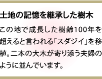 土地の記憶を継承した樹木 この地で成長した樹齢100年を超えると言われる「スダジイ」を移植。二本の大木が寄り添う夫婦のように並んでいます。