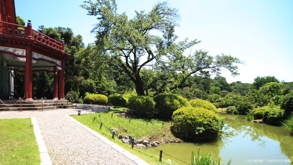 小石川植物園