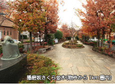 播磨坂さくら並木(物件から1km圏内)