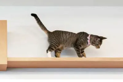 写真：キャットルート