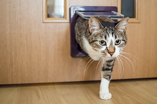 写真：キャットスルー