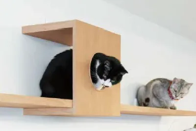 写真：キャットボックス