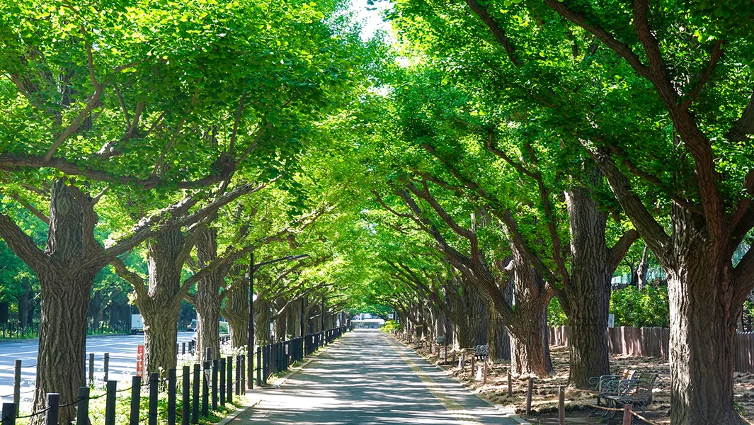 明治神宮外苑（約1.4km／徒歩18分）