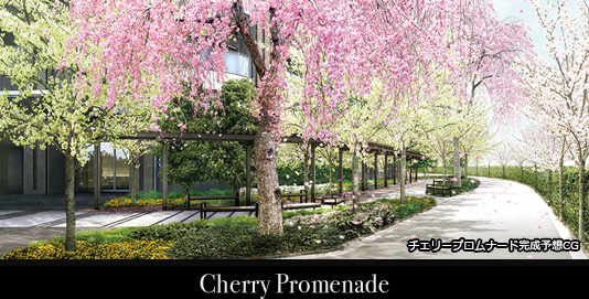 Cherry Promenade
