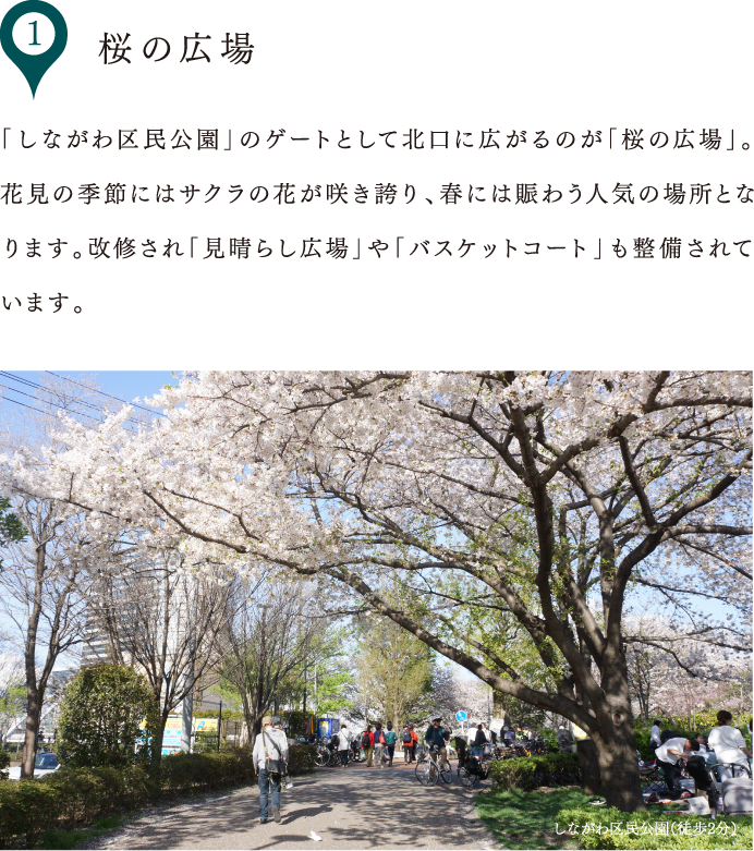 桜の広場