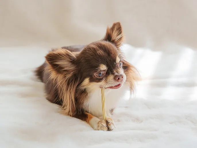 写真：ペット飼育相談可能