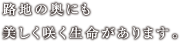 路地の奥にも美しく咲く生命があります。