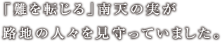 「難を転じる」南天の実が路地の人々を見守っていました。