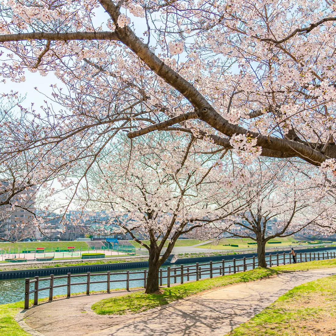 赤羽桜堤緑地（物件より約2.5km）