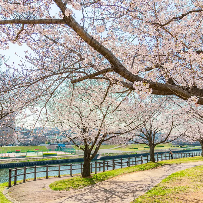 赤羽桜堤緑地（物件より約2.5km）